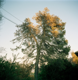 oak tree